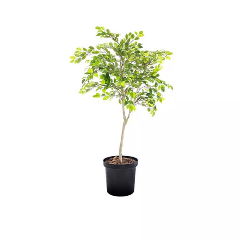 Ficus Tree – Potted