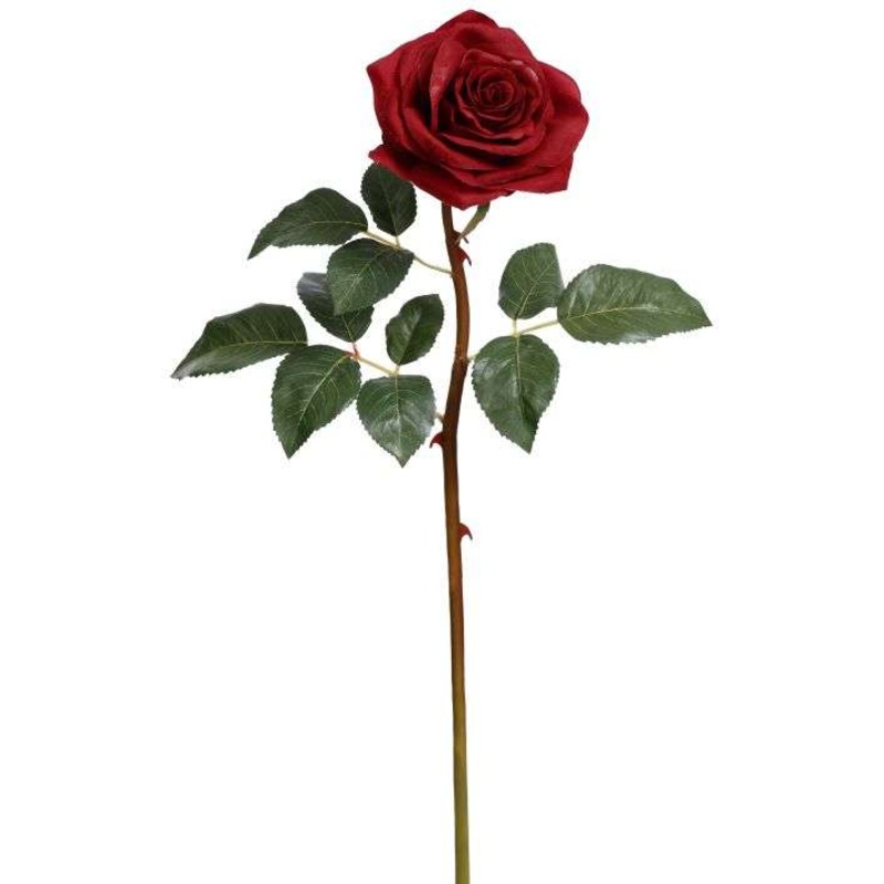 Prize Rose, Small – 20 Inches, Set of 12