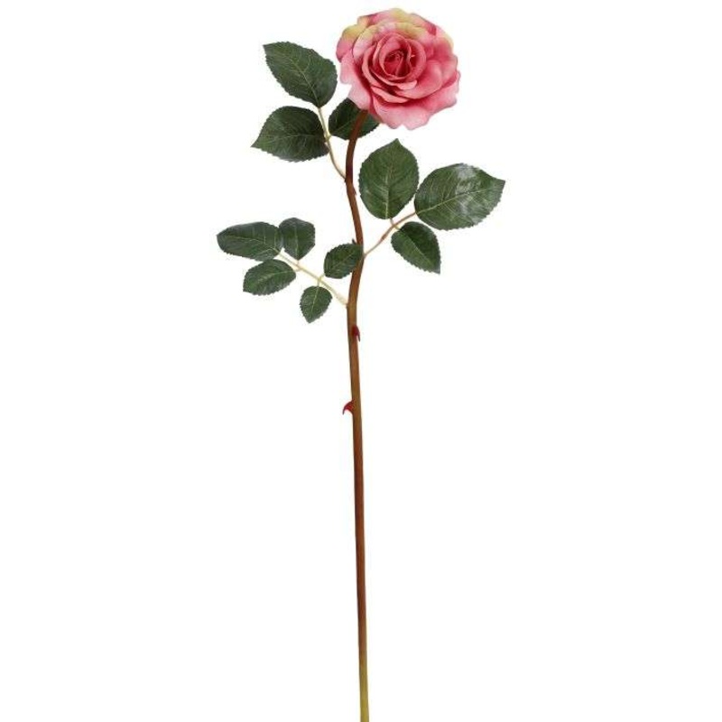 Tea Rose -21 Inches, Set of 12