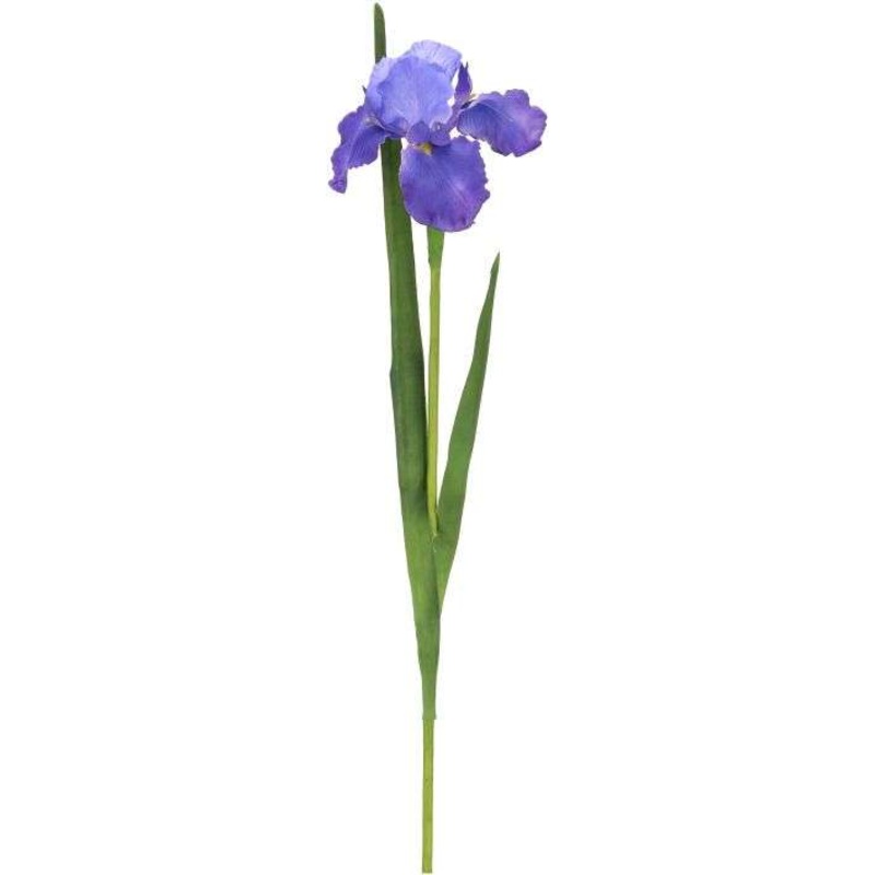 Iris-31 Inches, Set of 12