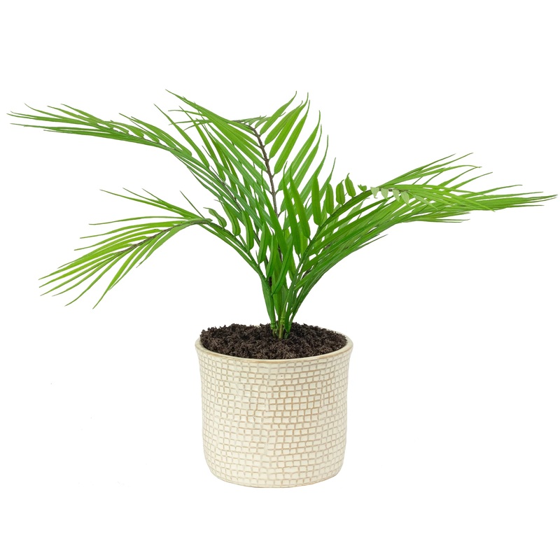 ARECA PALM TREE IN 14CM CERAMIC POT