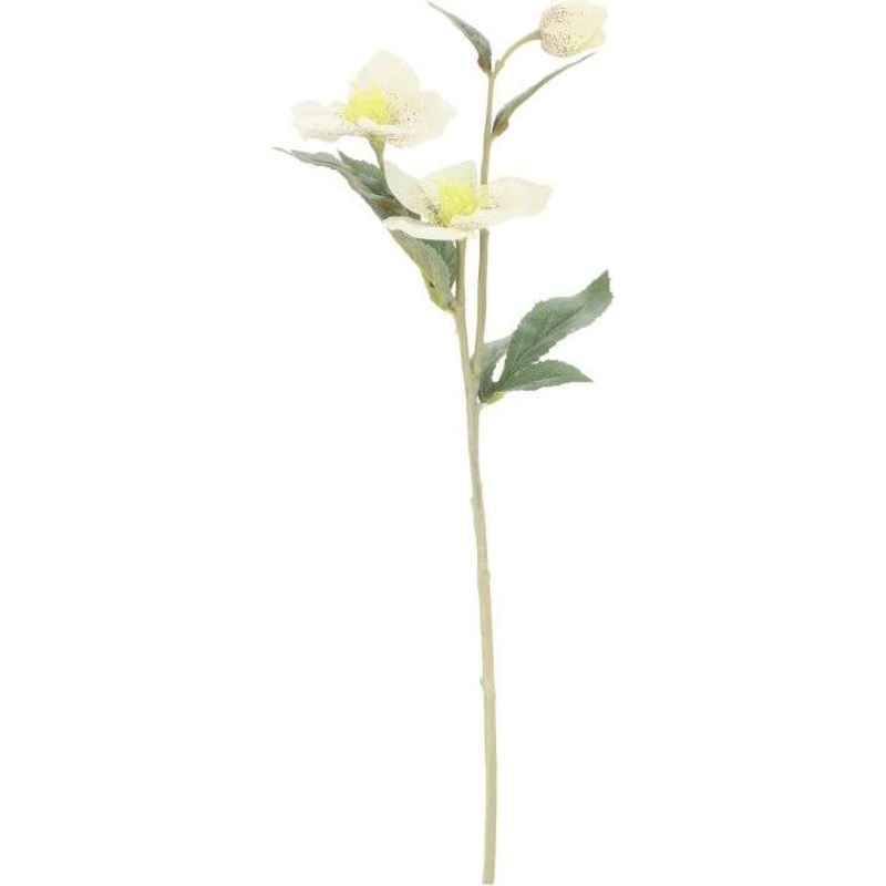 Helleborus spp-22 Inches, Set of 12
