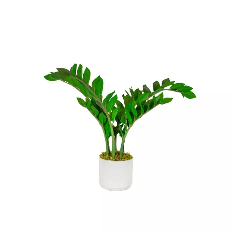 Zamioculcus Potted Arrangement Green