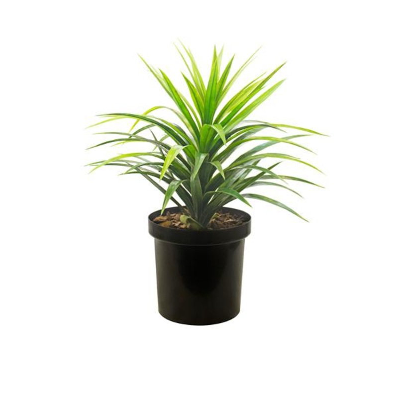 Yucca – Red Edge Potted Plant