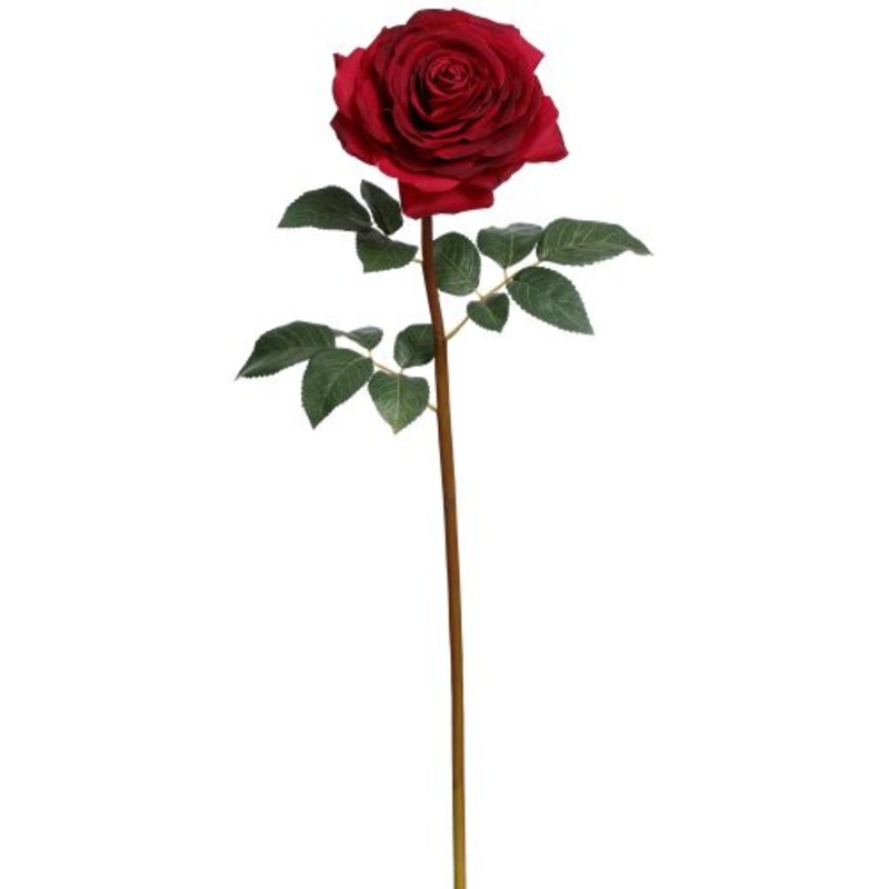 Mature Rose – 25.5 Inches, Set of 12