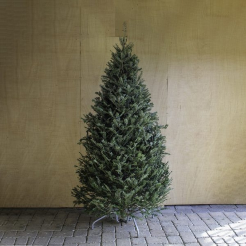 Balsam/Canaan Fir Tree