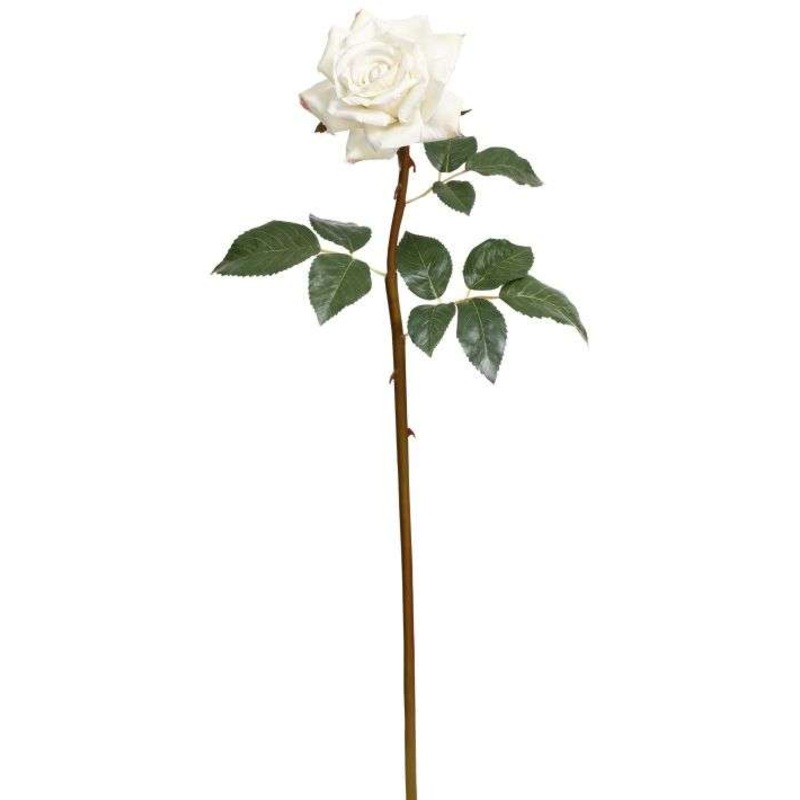 Prize Rose, Large, 25 Inches, Set of 12