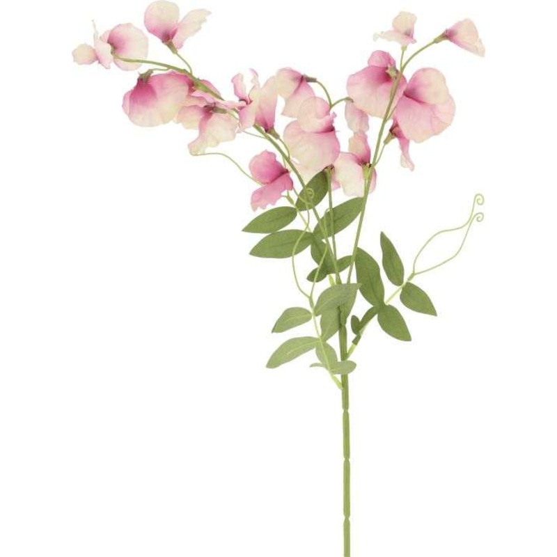 Sweet Pea- 22.5 Inches, Set of 12