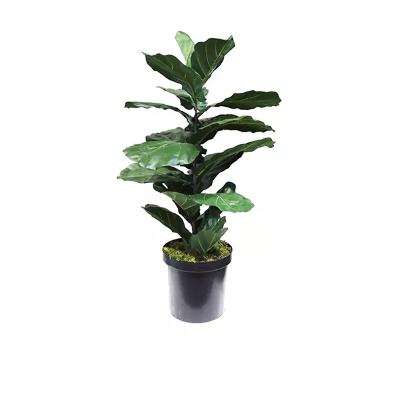 Fiddle Leaf Tree Potted Green