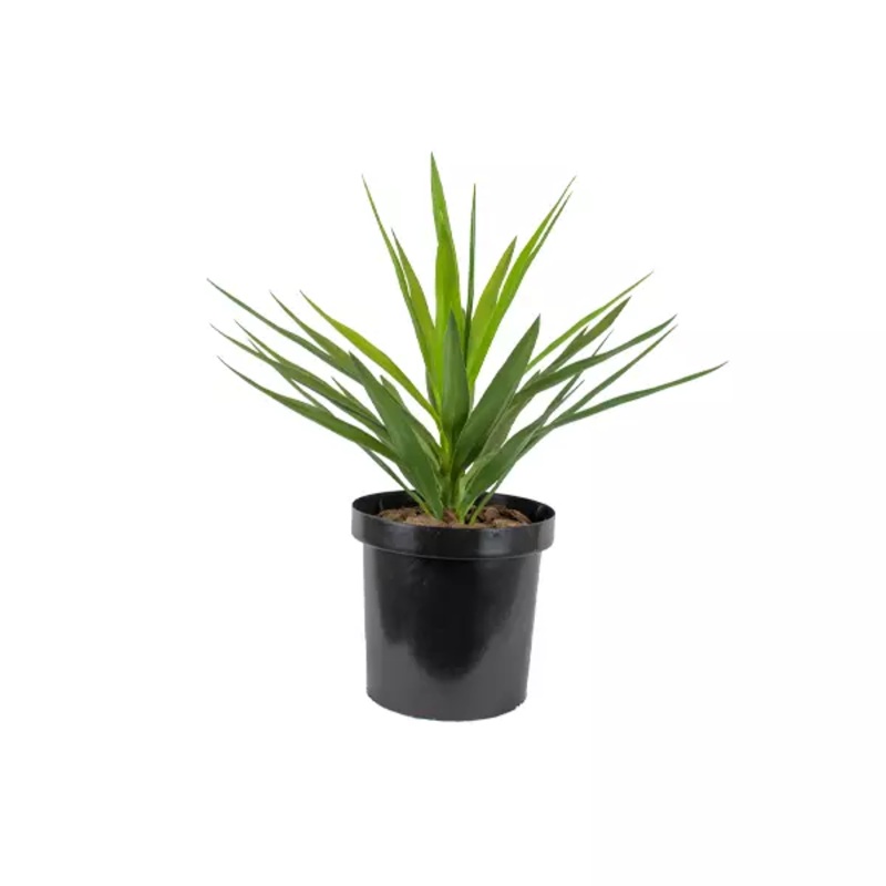 Yucca Plant Potted Green