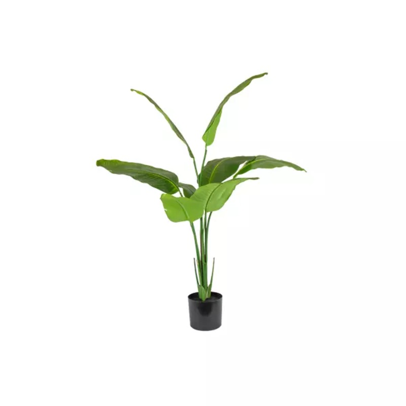 Bird of Paradise Plant Strelitzia Plant 120cm