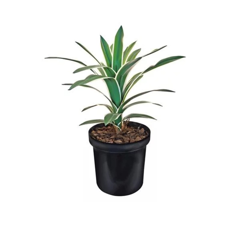 Yucca Potted Plant