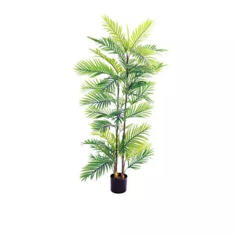 Areca Palm – Large