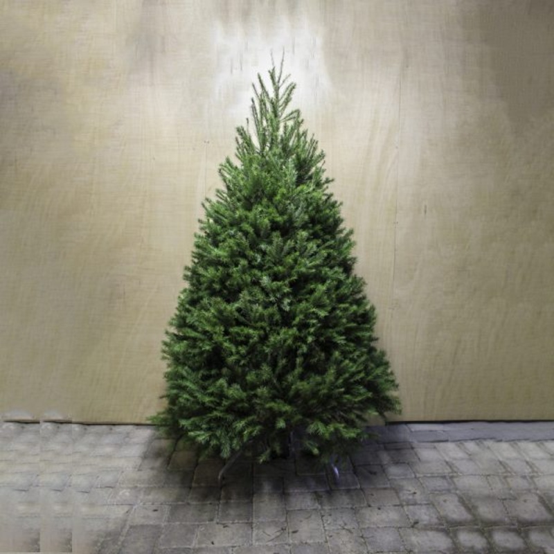 Douglas Fir Tree