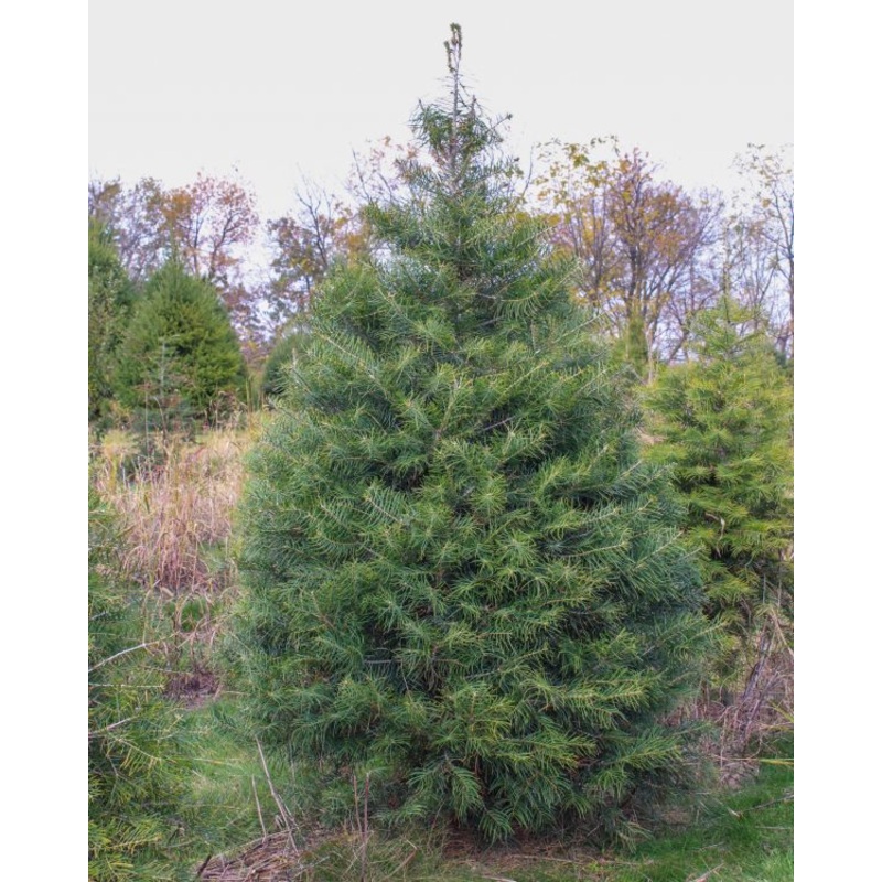 Concolor Fir Tree