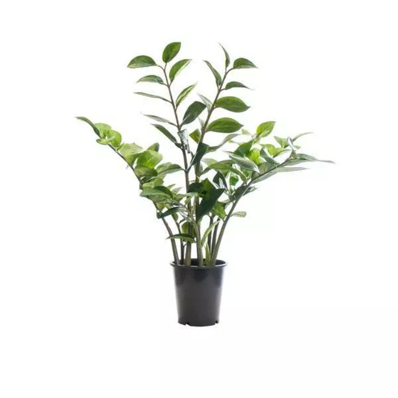 Zamioculcua Zamifolia Plant in Liner