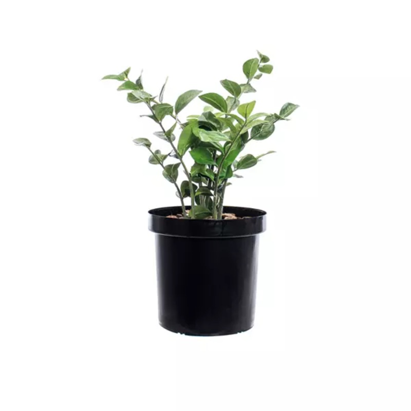 Zamioculcua Zamifolia Potted Plant