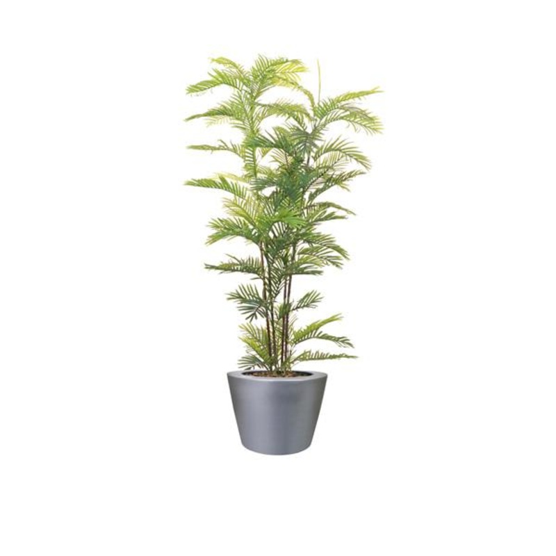 Areca Palm Tree Potted in Bellini Pot