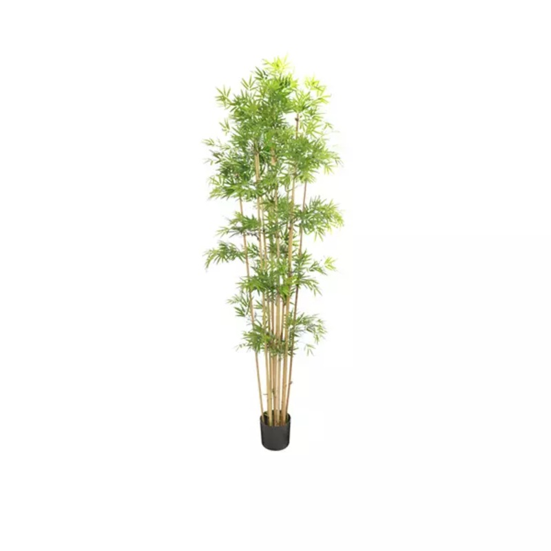 Japanese Bamboo Tree – 2.3M